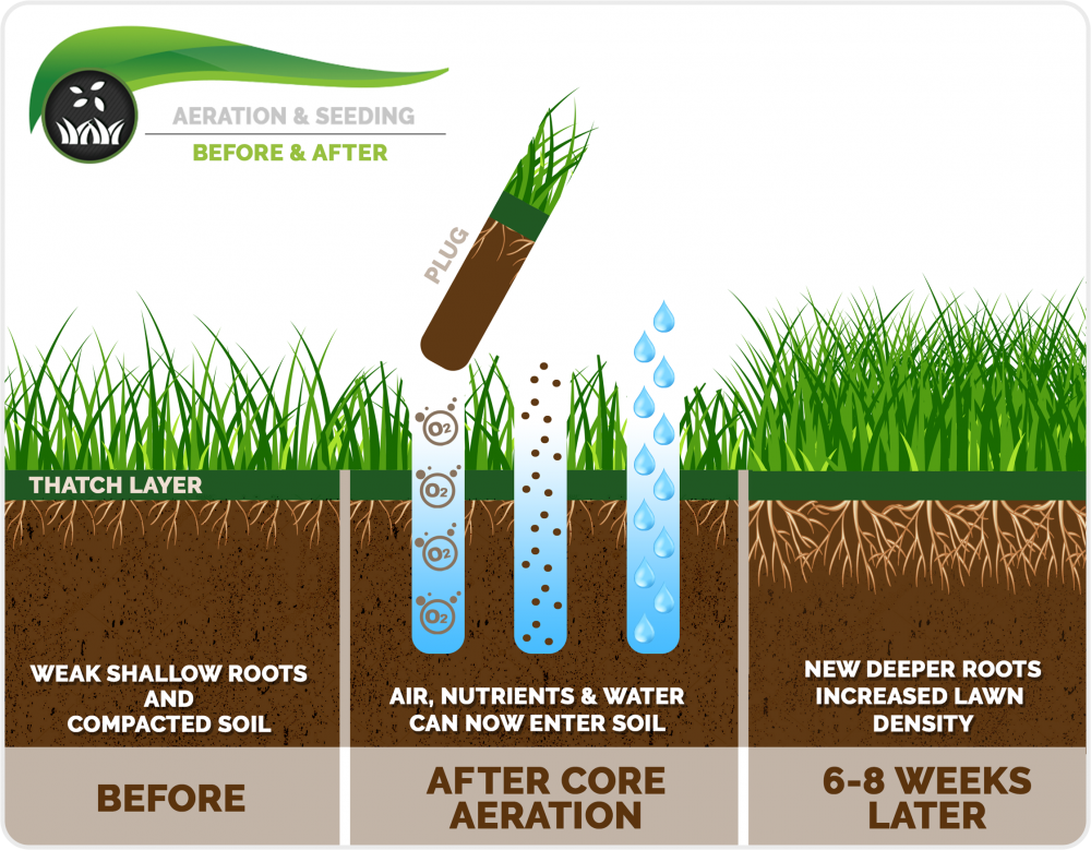 Steps for aeration & seeding