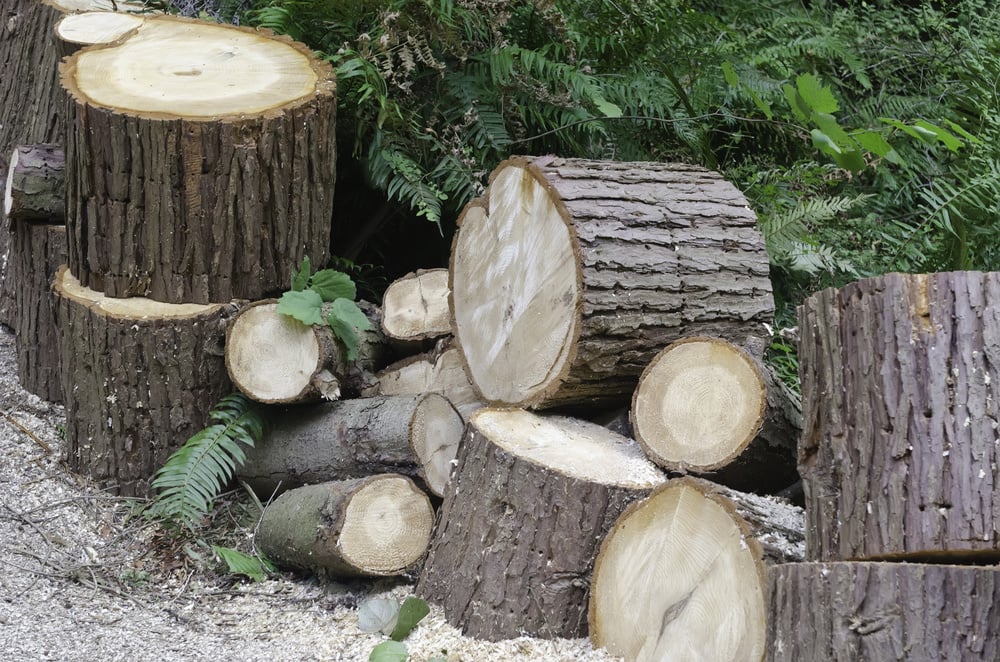 Sections of recently sawn tree in arboretum